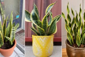 Cómo hacer crecer una planta de serpiente curva