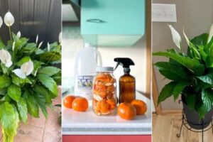 Agua de piel de naranja para lirios de paz: ¿realmente ayuda?
