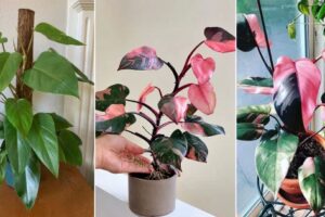 Pink Princess Philodendron ¿Pierde el rosa? Evite estas 5 cosas