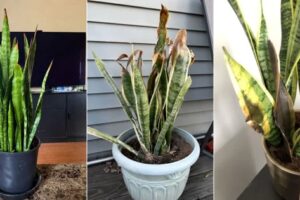 ¿Consejos y hojas marrones de la planta de serpiente? 7 Razones y Soluciones