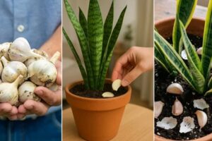 Utilice el ajo en las plantas de serpientes y se lo agradecerán