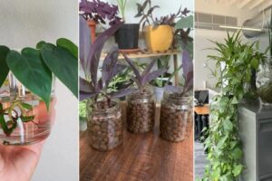 10 plantas de rastro para crecer en botes de agua que prosperan en el interior