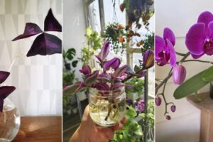 8 plantas moradas más bonitas que puedes crecer en el agua