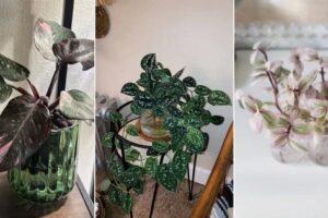 9 plantas variadas que puedes crecer en el agua