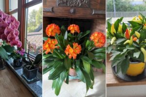 10 plantas de interior de Navidad que puede plantar en verano
