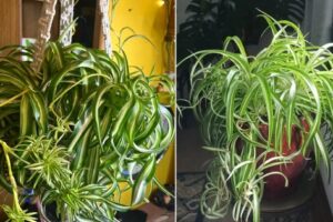 Haga crecer las plantas de araña más rizadas con estos 6 trucos