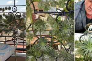 Cómo crear un jardín de balcón de plantas de aire | Pantalla de privacidad de las plantas de aire