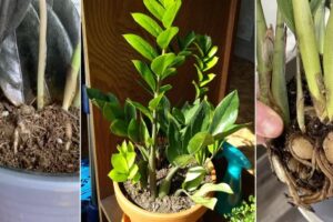 Cómo forzar su planta ZZ a crecer más cachorros: 7 consejos
