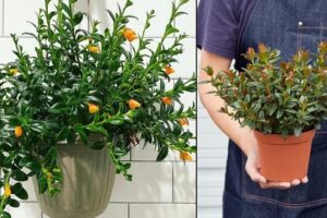 Cuidado de plantas de pez dorado en el interior | Cómo cultivar una planta de pez dorado