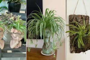 14 ideas creativas de exhibición de plantas de araña